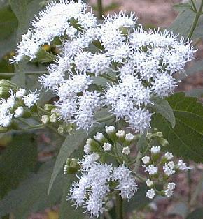 Eupatorium rugosum