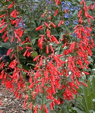 Penstemon eatonii