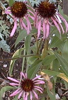Echinacea pallida