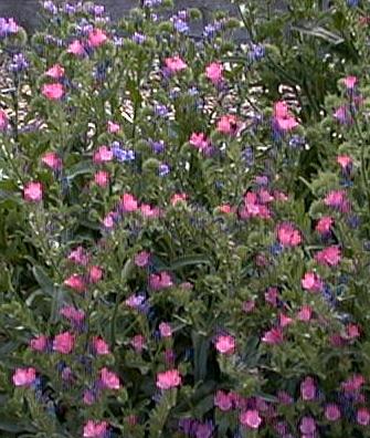 Echium vulgare