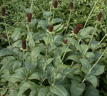 Rudbeckia occidentalis 'green magic'