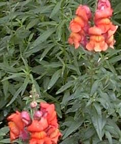 Antirrhinum majus 'el dorado'