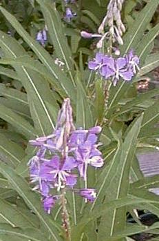 Epilobium angustifolium