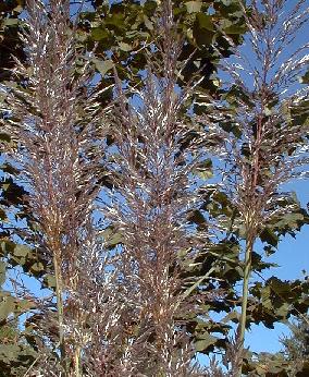 Saccharum ravennae