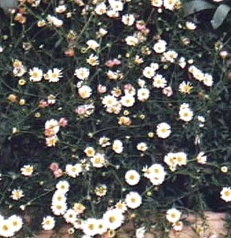Erigeron karvinskianus
