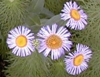 Erigeron speciosus