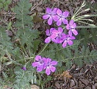 Erodium manescavi
