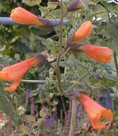 Eccremocarpus scaber