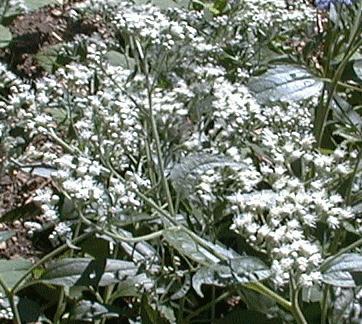 Eupatorium sessilifolium