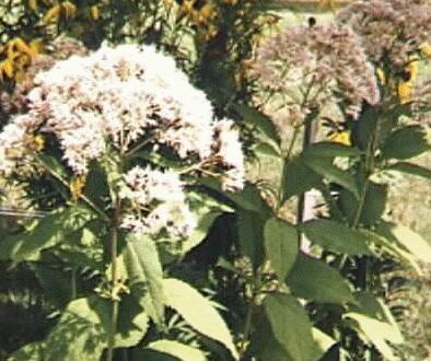 Eupatorium purpureum