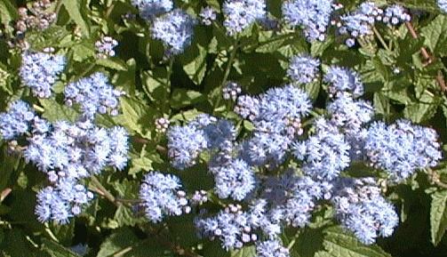 Eupatorium coelistinum