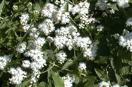 Eupatorium coelistinum alba