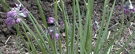 Allium cyathophorum v farreri