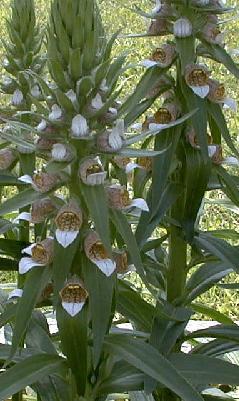Digitalis lanata