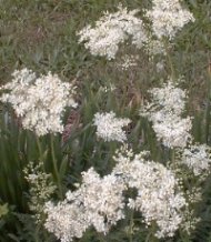 Filipendula hexapetala