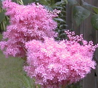 Filipendula rubra