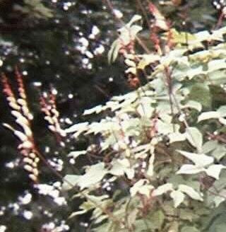 Ipomoea lobata