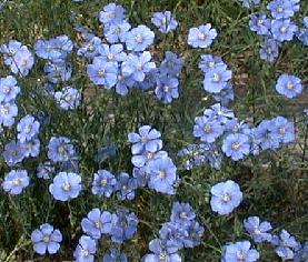 Linum perenne lewisia