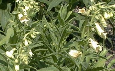 Digitalis fontanesii