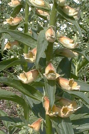Digitalis fontanesii