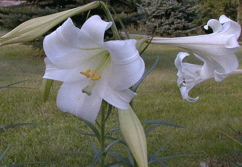 Lilium formosanum