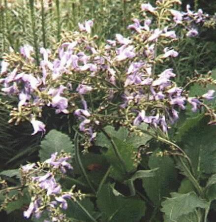 Salvia forskaohlei