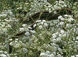Seseli elatum ssp. osseum