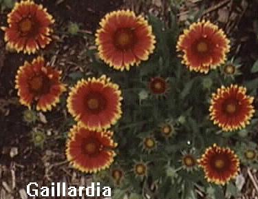 Gaillardia aristada 'goblin'