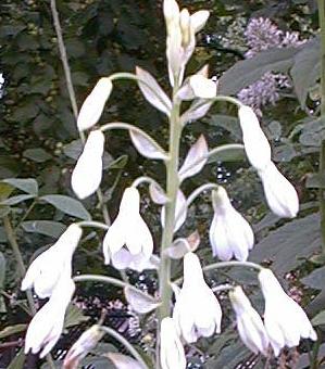 Galtonia candicans