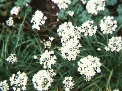 Allium tuberosum