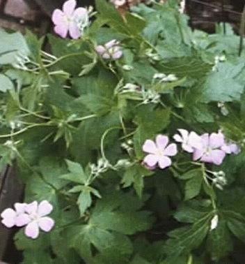 Geranium maculatum