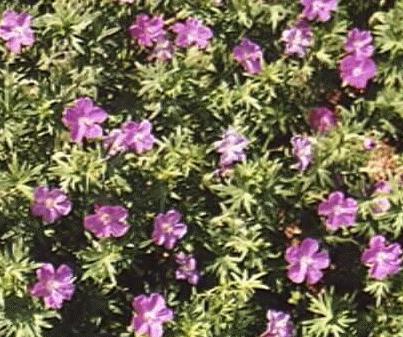 Geranium sanguineum