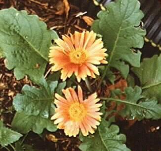 Gerbera jamesonii
