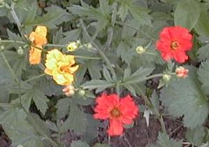 Geum chiloense
