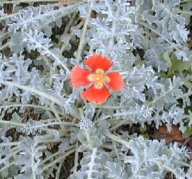 Glaucium corniculatum