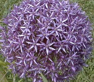 Allium 'globemaster'
