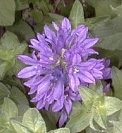 Campanula glomerata