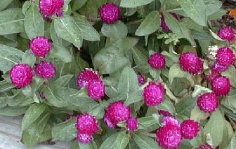 Gomphrena globosa