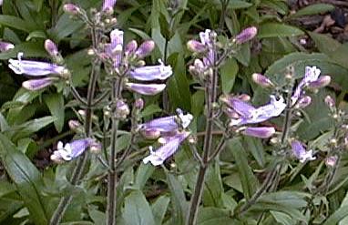 Penstemon cf. gracilis