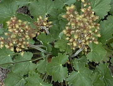 Heuchera cylindrica 'green finch'