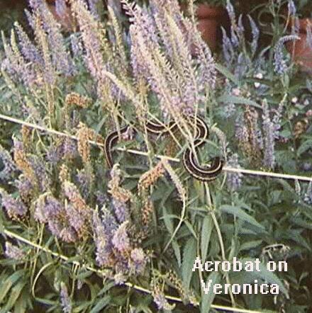 Veronica spicata