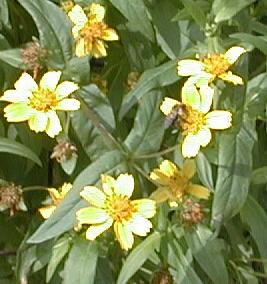 Guizotia abyssinica