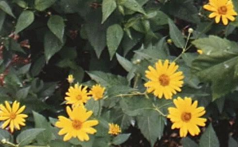 Heliopsis scabra 'summer-sun'
