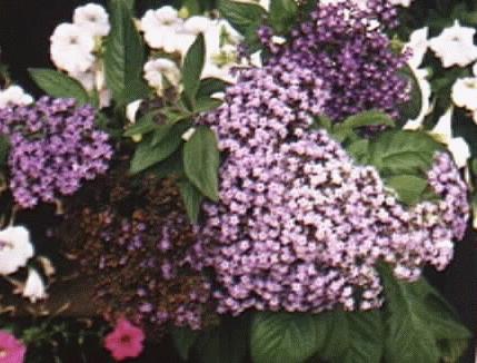 Heliotropium arborescens