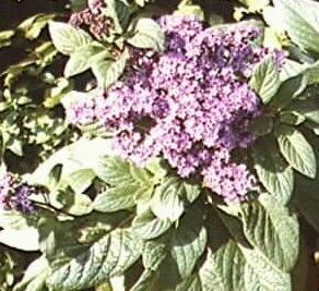 Heliotropium arborescens