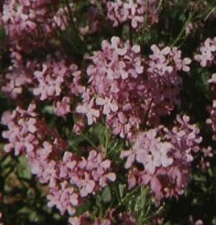 Hesperis matronalis