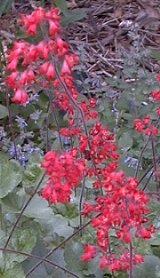 Heuchera sanguinea 'cramoisi'
