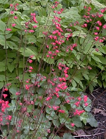 Heuchera sanguinea 'snow angel'