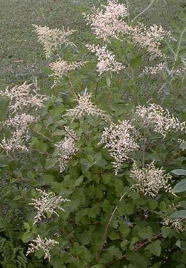 Holodiscus discolor