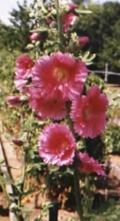 Alcea ficifolia